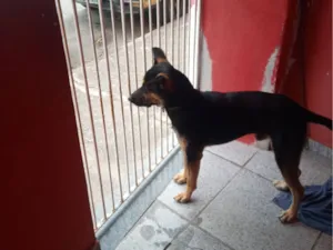 Cachorro raça SRD-ViraLata idade 7 a 11 meses nome Floyd