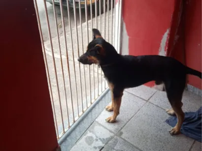 Cachorro raça SRD-ViraLata idade 7 a 11 meses nome Floyd