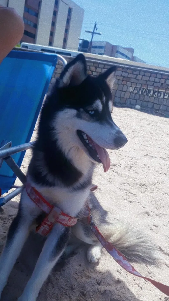 Cachorro raça Husky Siberiano idade 2 a 6 meses nome Zara