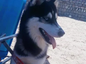 Cachorro raça Husky Siberiano idade 2 a 6 meses nome Zara