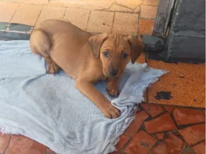 Cachorro raça SRD-ViraLata idade 2 a 6 meses nome Nayara 