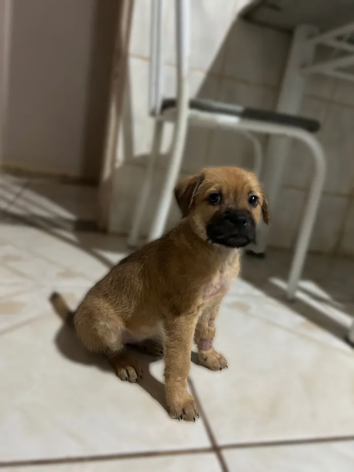 Cachorro raça SRD-ViraLata idade 2 a 6 meses nome Bruce 