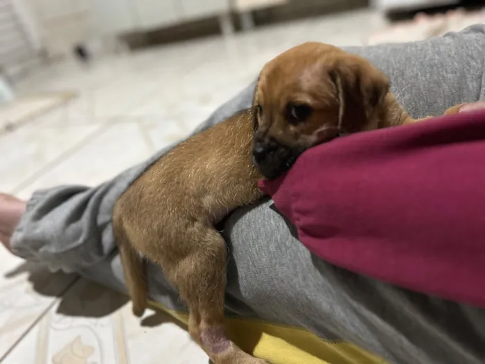Cachorro raça SRD-ViraLata idade 2 a 6 meses nome Bruce 