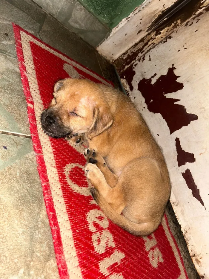 Cachorro raça SRD-ViraLata idade 2 a 6 meses nome Bruce 