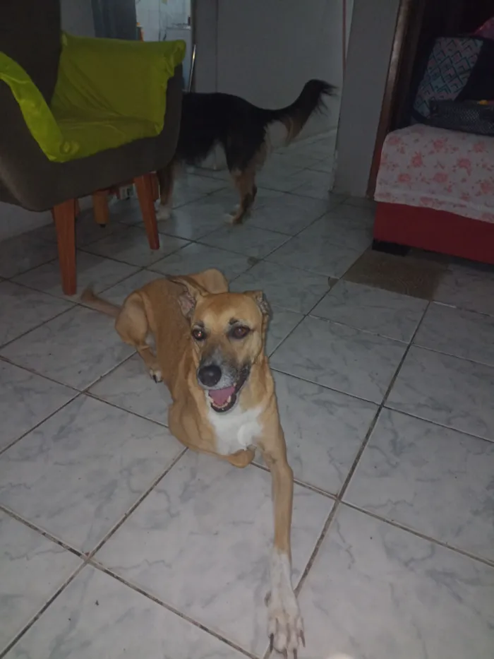 Cachorro raça SRD-ViraLata idade 3 anos nome Pandora 