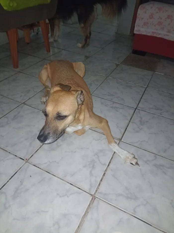 Cachorro raça SRD-ViraLata idade 3 anos nome Pandora 