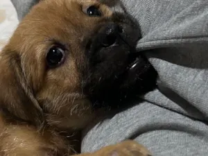 Cachorro raça SRD-ViraLata idade 2 a 6 meses nome Bruce 