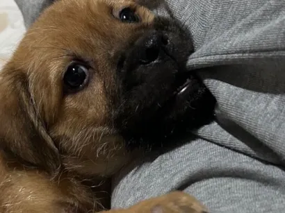 Cachorro raça SRD-ViraLata idade 2 a 6 meses nome Bruce 