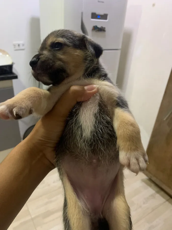 Cachorro raça SRD-ViraLata idade Abaixo de 2 meses nome Mesclado