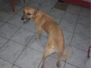 Cachorro raça SRD-ViraLata idade 3 anos nome Pandora 