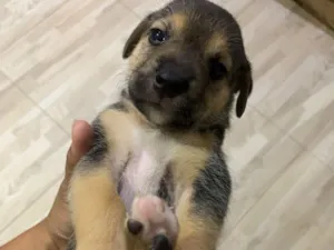 Cachorro raça SRD-ViraLata idade Abaixo de 2 meses nome Mesclado