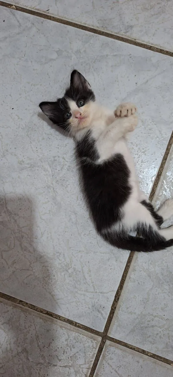 Gato raça SRD-ViraLata idade Abaixo de 2 meses nome Batman