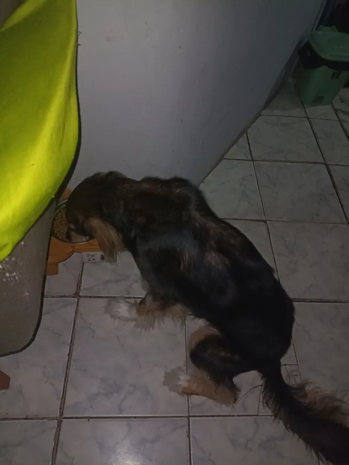 Cachorro raça SRD-ViraLata idade 4 anos nome Puka