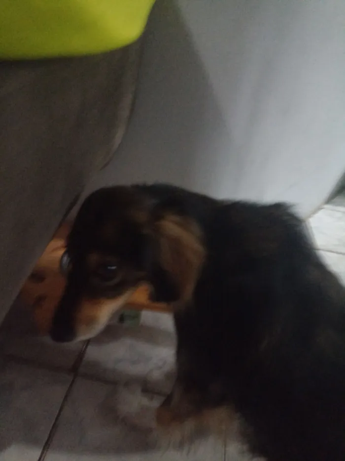 Cachorro raça SRD-ViraLata idade 4 anos nome Puka