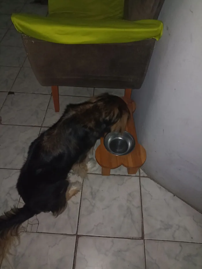 Cachorro raça SRD-ViraLata idade 4 anos nome Puka