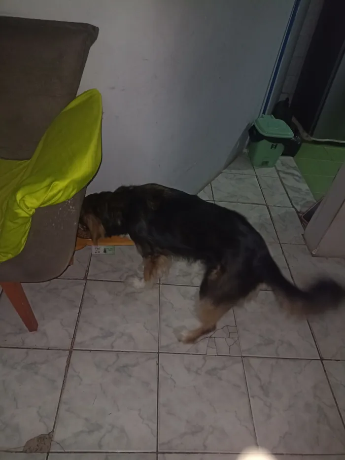 Cachorro raça SRD-ViraLata idade 4 anos nome Puka