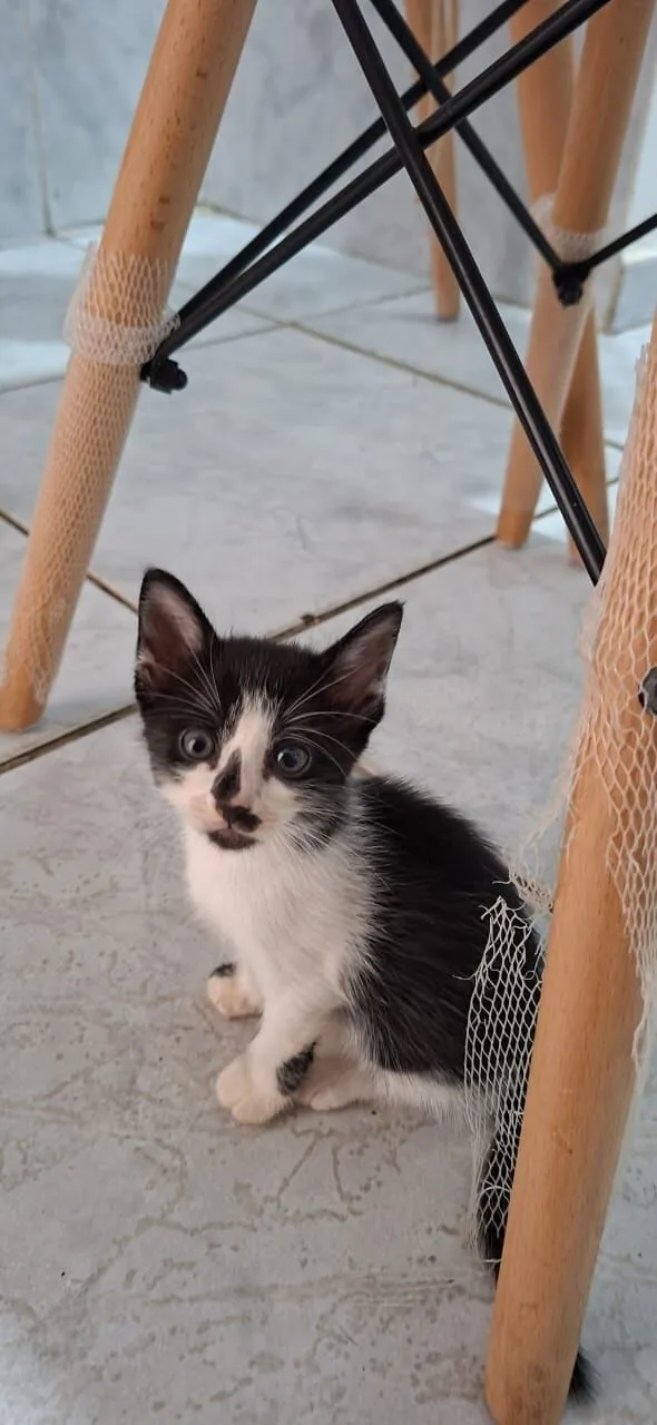Gato raça SRD-ViraLata idade Abaixo de 2 meses nome Robin