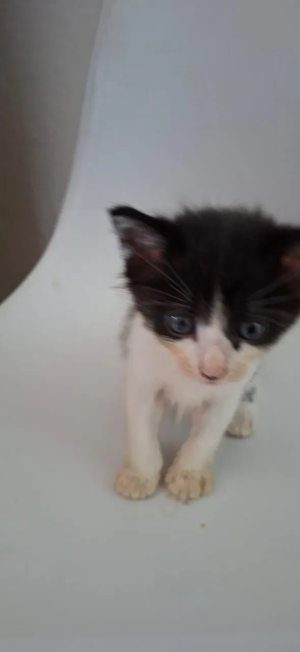 Gato raça SRD-ViraLata idade Abaixo de 2 meses nome Fêmeas e Machos 