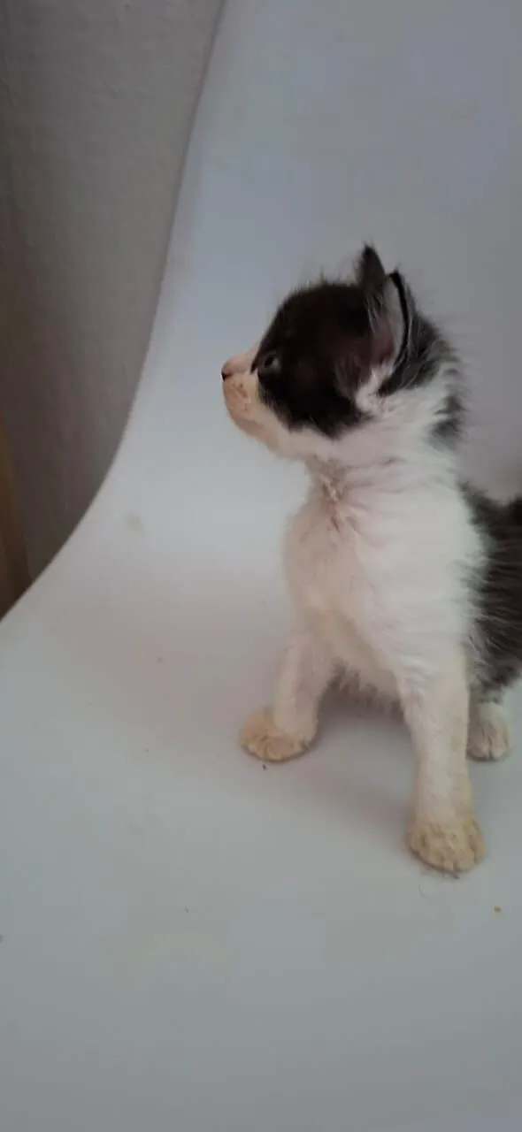 Gato raça SRD-ViraLata idade Abaixo de 2 meses nome Fêmeas e Machos 