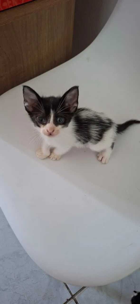 Gato raça SRD-ViraLata idade Abaixo de 2 meses nome Fêmeas e Machos 