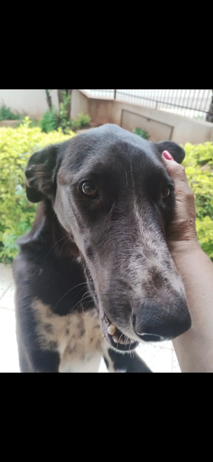 Cachorro raça SRD-ViraLata idade 1 ano nome Luke