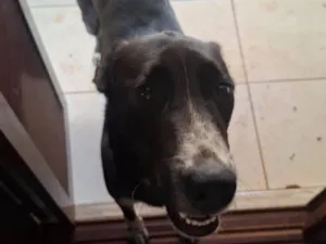 Cachorro raça SRD-ViraLata idade 1 ano nome Luke