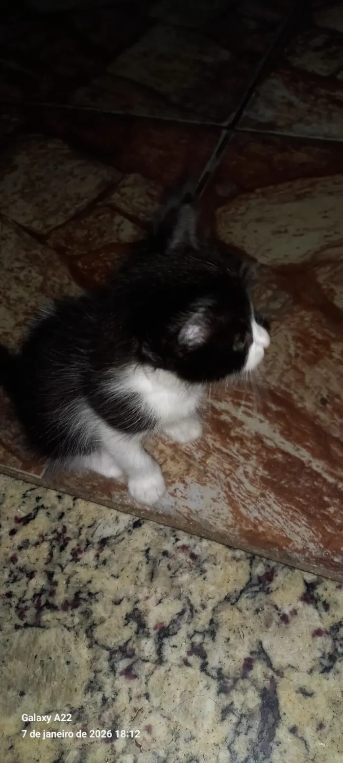 Gato raça SRD-ViraLata idade Abaixo de 2 meses nome Sem nome