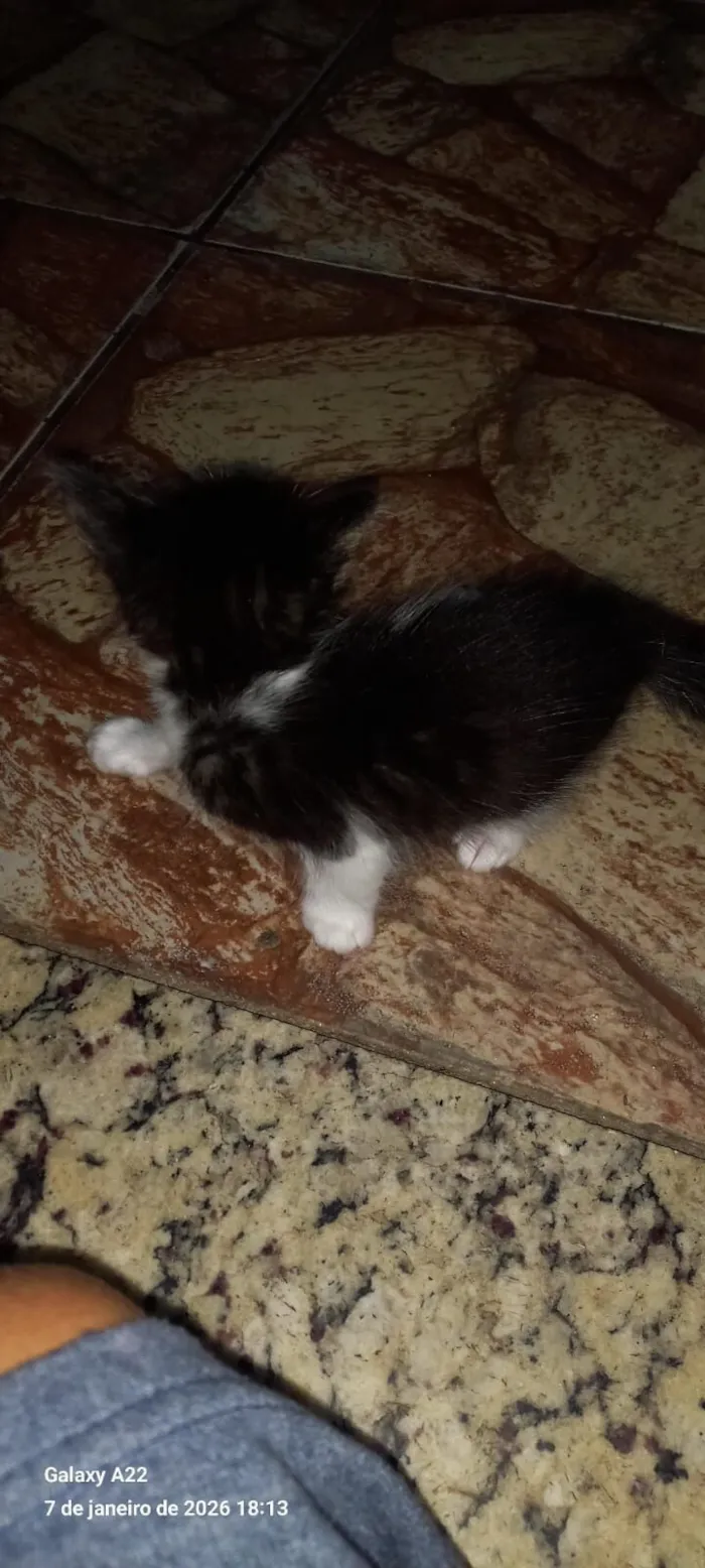 Gato raça SRD-ViraLata idade Abaixo de 2 meses nome Sem nome