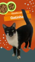 Gato raça SRD-ViraLata idade 2 anos nome Frajola