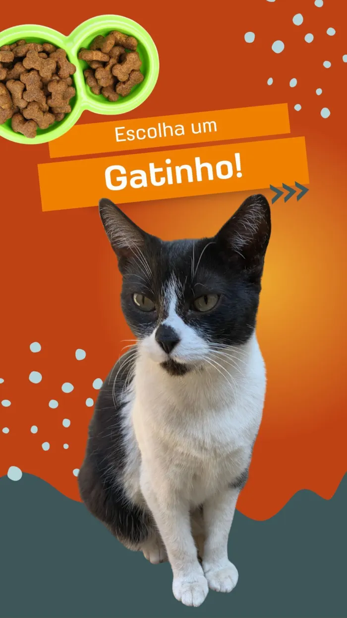 Gato raça SRD-ViraLata idade 2 anos nome Frajola