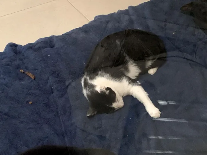 Gato raça SRD-ViraLata idade 2 anos nome Frajola