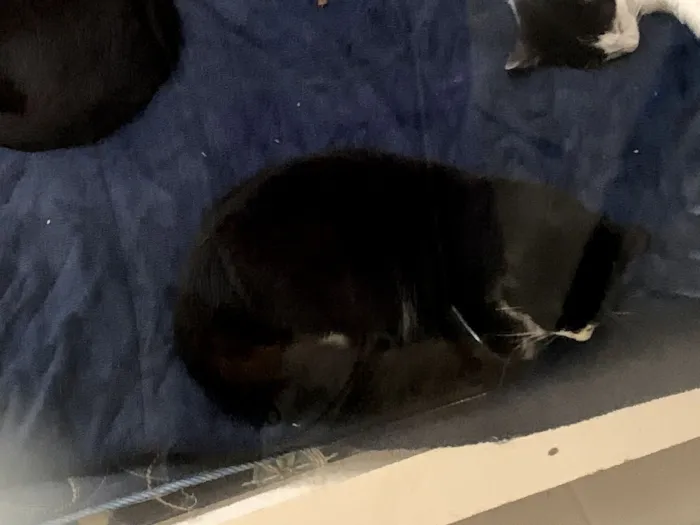 Gato raça SRD-ViraLata idade 2 anos nome Frajola