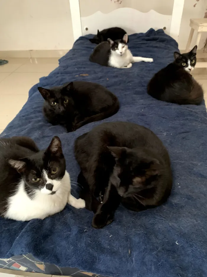 Gato raça SRD-ViraLata idade 2 anos nome Frajola