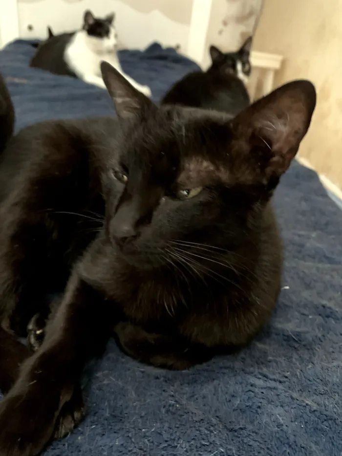 Gato raça SRD-ViraLata idade 2 anos nome Frajola