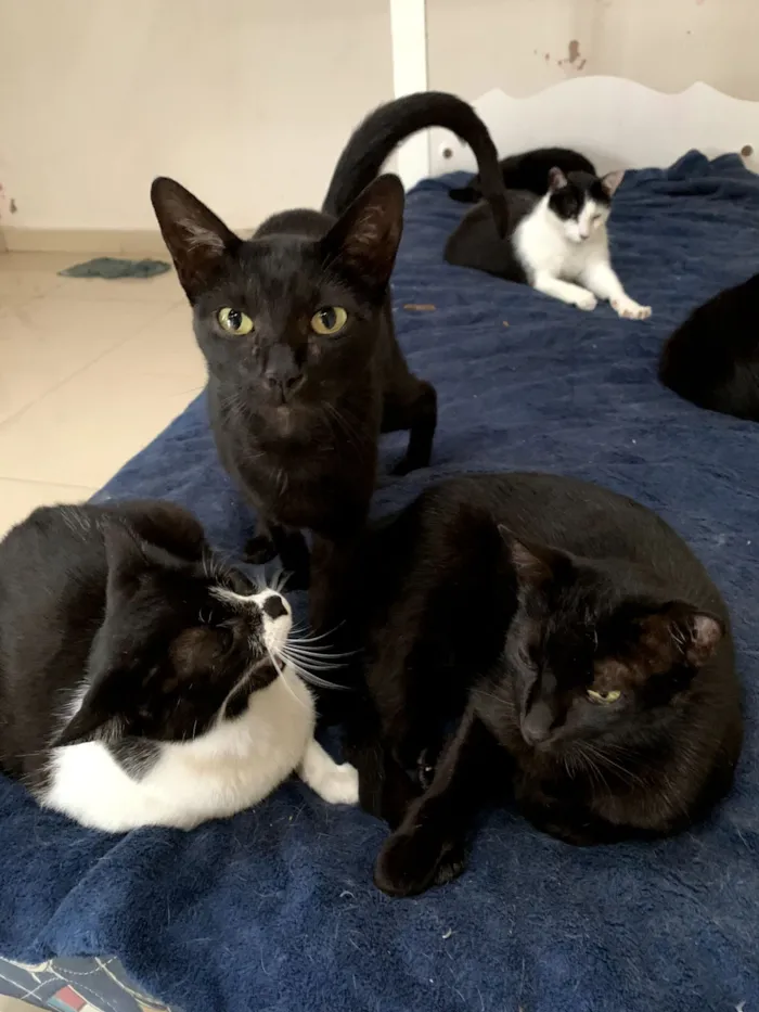 Gato raça SRD-ViraLata idade 2 anos nome Frajola