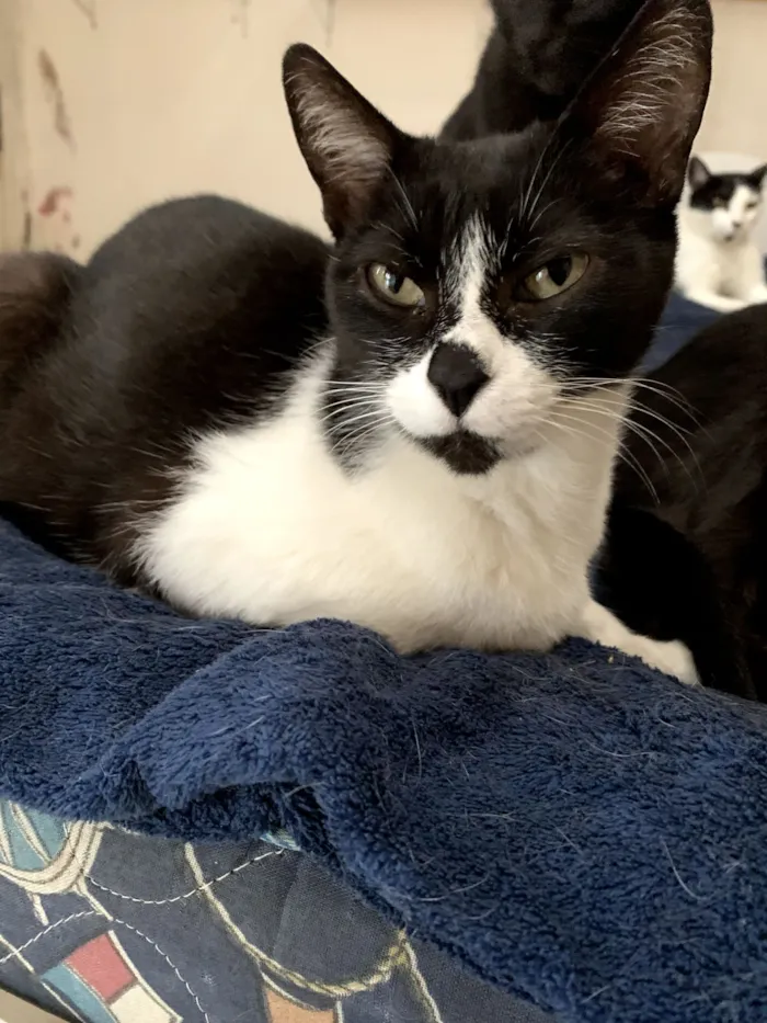 Gato raça SRD-ViraLata idade 2 anos nome Frajola