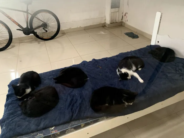 Gato raça SRD-ViraLata idade 2 anos nome Frajola