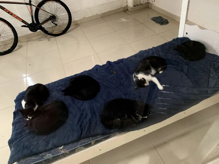 Gato raça SRD-ViraLata idade 2 anos nome Frajola