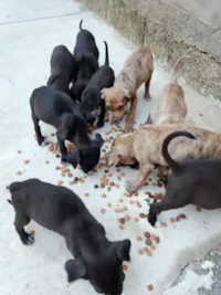 Cachorro raça SRD-ViraLata idade 2 a 6 meses nome Não tem nome ainda 