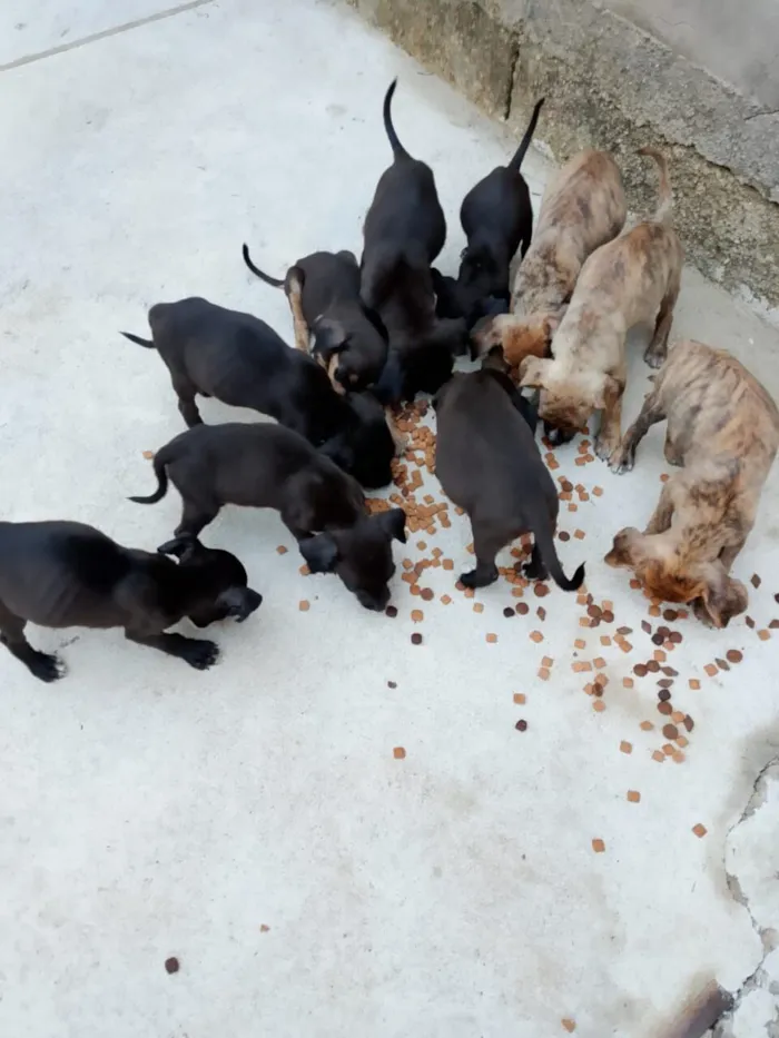 Cachorro raça SRD-ViraLata idade 2 a 6 meses nome Não tem nome ainda 