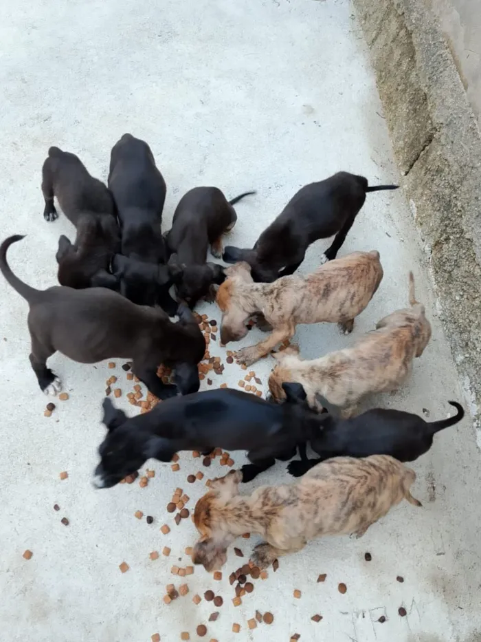 Cachorro raça SRD-ViraLata idade 2 a 6 meses nome Não tem nome ainda 
