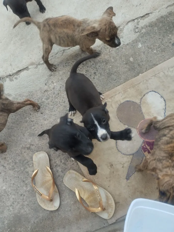 Cachorro raça SRD-ViraLata idade 2 a 6 meses nome Não tem nome ainda 