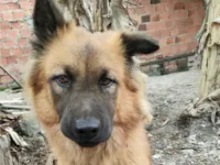 Cachorro raça Chow Chow idade 1 ano nome Ares