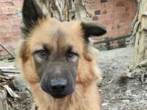 Cachorro raça Chow Chow idade 1 ano nome Ares