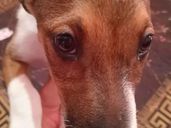 Cachorro raça SRD-ViraLata idade 2 a 6 meses nome Boob