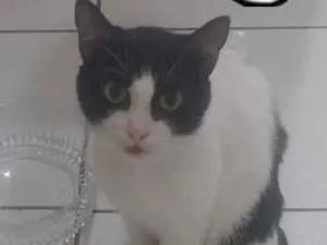 Gato raça SRD-ViraLata idade 1 ano nome Lee