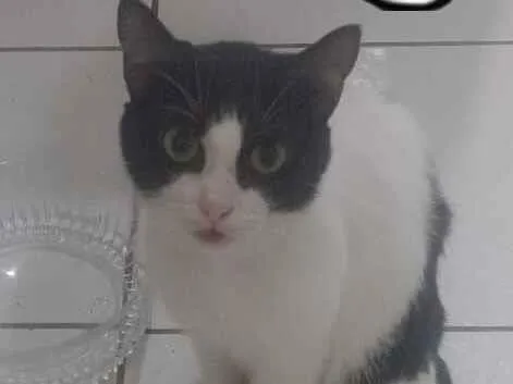 Gato raça SRD-ViraLata idade 1 ano nome Lee