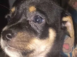Cachorro raça SRD-ViraLata idade 2 a 6 meses nome Sem nome 