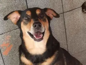 Cachorro raça SRD-ViraLata idade 5 anos nome Vida