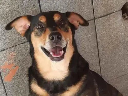 Cachorro raça SRD-ViraLata idade 5 anos nome Vida